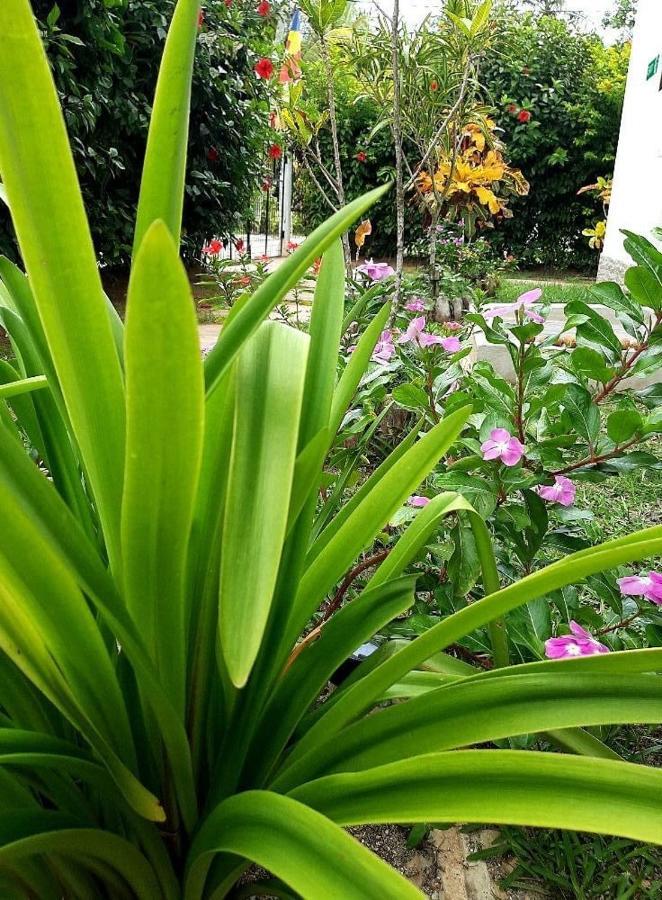 La Source Self Catering Hotell La Digue Exteriör bild